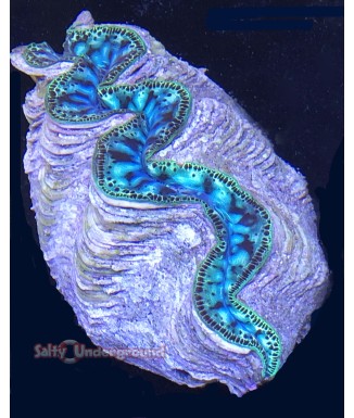 Salty Underground: Aqua River Ultra-Grade Maxima Clam 5.5 inches