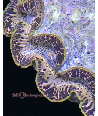 Salty Underground: Brown Sugar Ultra-Grade Maxima Clam 5.5 inches