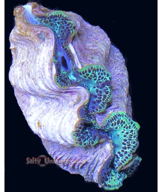 Salty Underground: Emerald Beauty Ultra-Grade Maxima Clam 5.5 inches