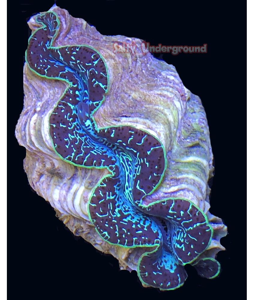Salty Underground: Chocolate Delight Ultra-Grade Maxima Clam 5.5 inches