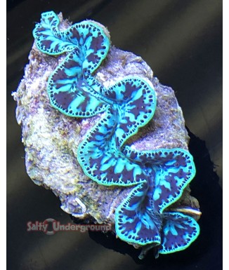 Salty Underground: Teal Desire Ultra-Grade Maxima Clam 5.5 inches