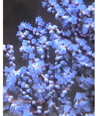 Blueberry Gorgonian