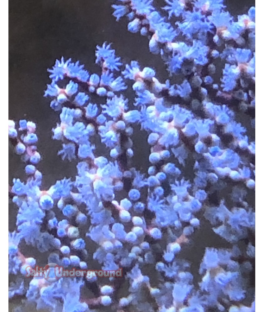 Blueberry Gorgonian