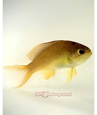Green Lyretail Anthias (Pseudanthias squamipinnis)