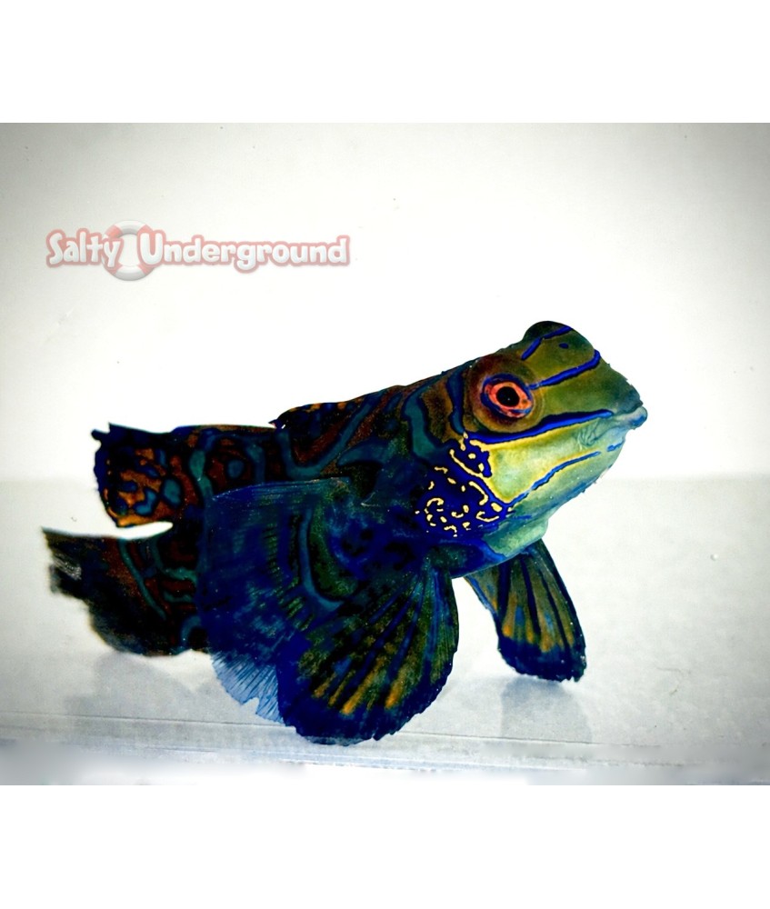 Green Mandarin Goby (Synchiropus splendidus)2