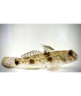 Fringfin Goby