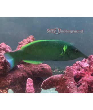 Green Bird Wrasse (Gomphosus varius)