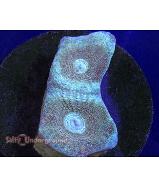 Salty Underground: Aqua Favia Coral