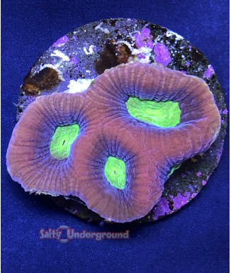 Salty Underground: Dragon Soul Favia Coral