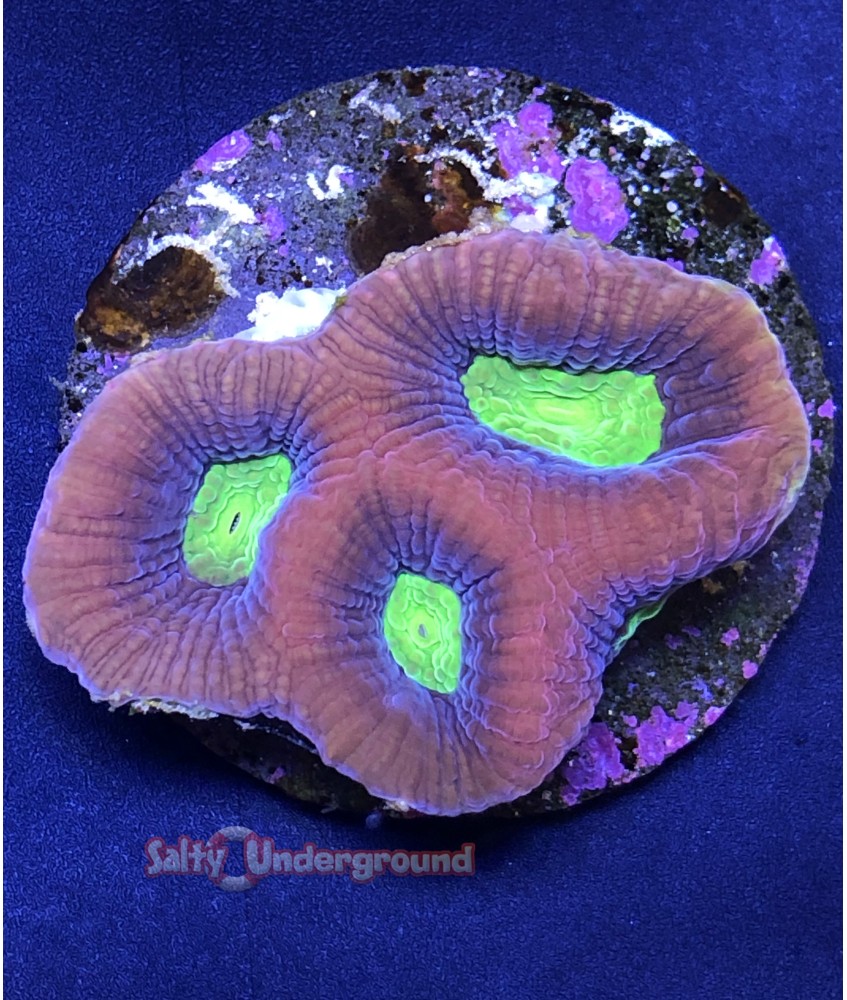 Salty Underground: Dragon Soul Favia Coral