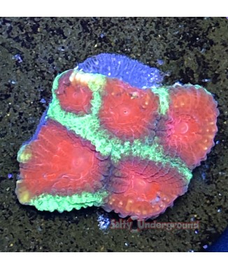 Salty Underground: Watermelon Favia