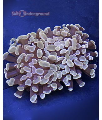 Salty Underground: Purple Frammer