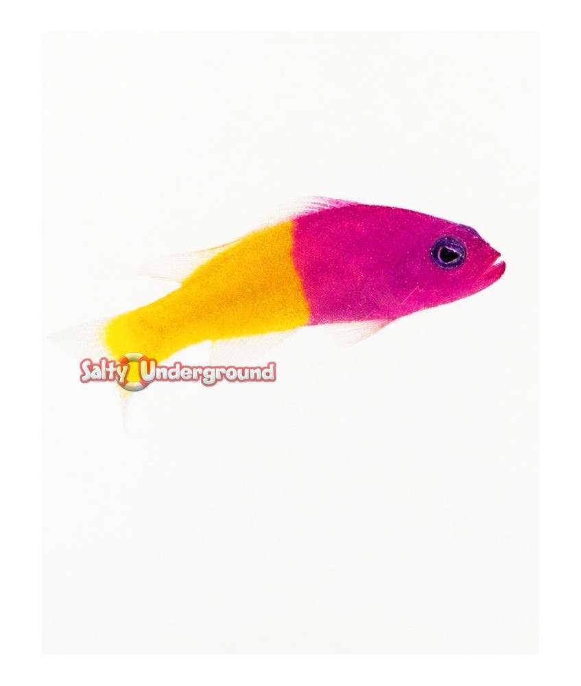 Salty Underground: Bicolor Pseudochromis (Pseudochromis Paccagnellae)