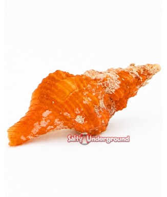 Salty Underground: Orange Horse Conch