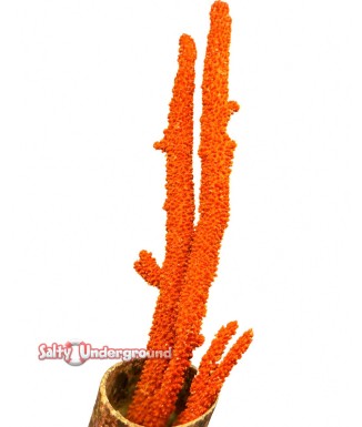 Salty underground: Tree Sponge  Red/Orange  12-18 inches tall