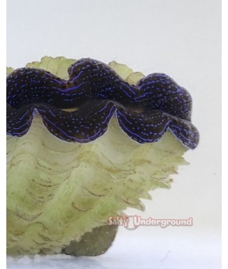 Salty Underground: Midnight Blue Crocea Clam