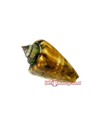 Salty Underground: Strawberry Conch (Strombus luhuanus)