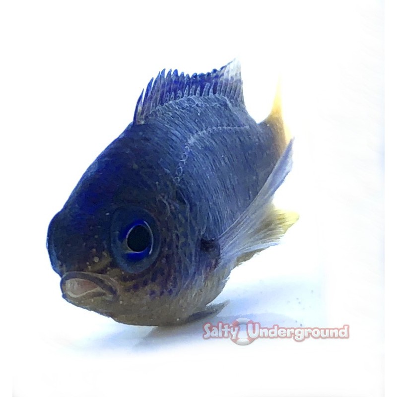 Salty Underground: Sapphire Damsel