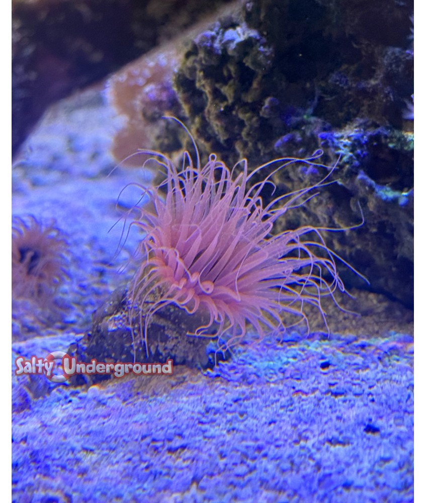 Salty Underground: Orange/Pink Tube Anemone