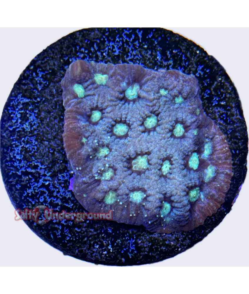 Metallic Green Favites coral