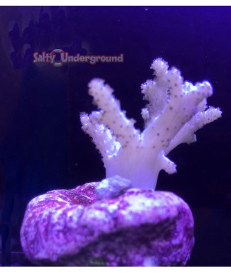 Salty Underground: Sinularia Finger Leather Coral