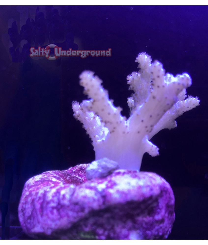 Salty Underground: Sinularia Finger Leather Coral