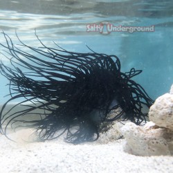 Salty Underground: Deep Purple/Black Tube Anemone