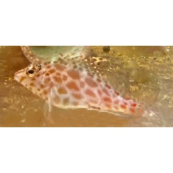 Spotted Hawkfish (Cirrhitichthys aprinus)