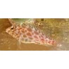 Spotted Hawkfish (Cirrhitichthys aprinus)