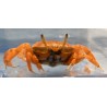 Red Fiddler Crab