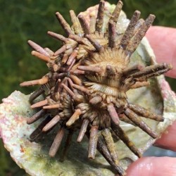 Pencil Urchin   Eucidaris tribuloides