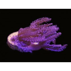 Pink Waving Hand Anthelia  Aquacultured 2