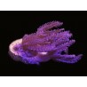 Pink Waving Hand Anthelia  Aquacultured 2