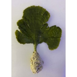 Mermaid's Fan Algae with Root Ball