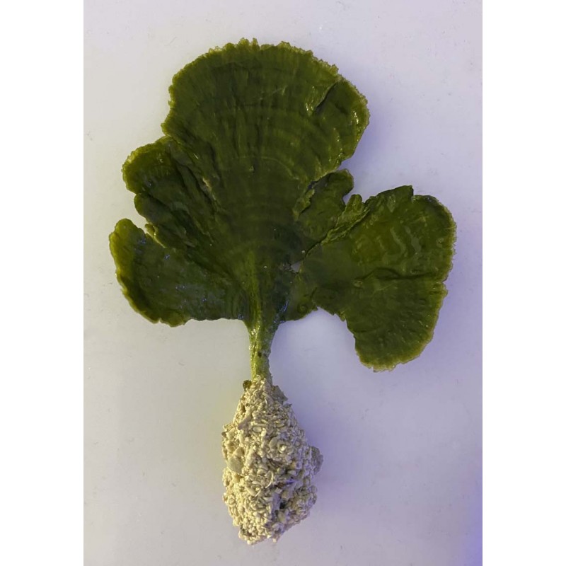 Mermaid's Fan Algae with Root Ball