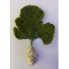 Mermaid's Fan Algae with Root Ball