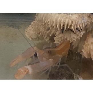 Blue Legged Pistol Shrimp - Alpheus Sp.