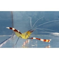 Gold Coral Banded Shrimp (Stenopus tenuirostris)