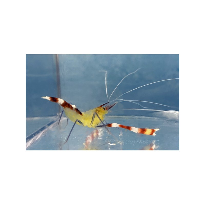 Gold Coral Banded Shrimp (Stenopus tenuirostris)