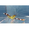 Gold Coral Banded Shrimp (Stenopus tenuirostris)