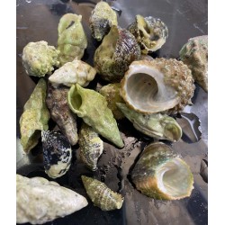 30 Pack Mix of Empty Shells for Hermit Crabs