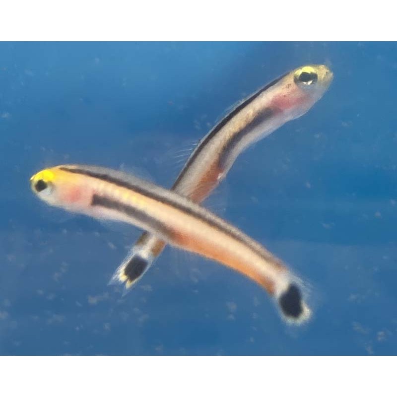 Mini Dart Goby (Aioliops megastigma)