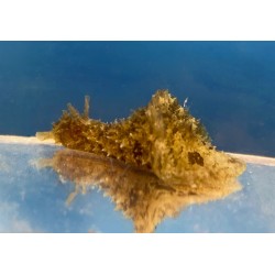 Sea Hare (Dolabella auricularia)