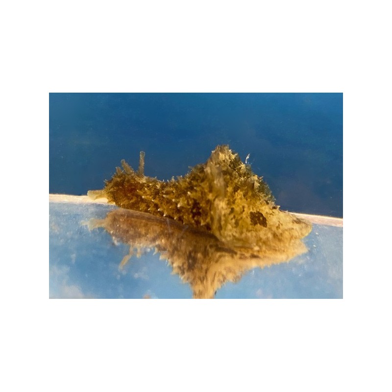 Sea Hare (Dolabella auricularia)