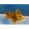 Sea Hare (Dolabella auricularia)