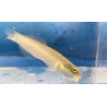 Gold Head Sleeper Goby Fish (Valenciennea strigata)