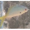 Blue and Yellow Fusilier (Caesio xanthonota)