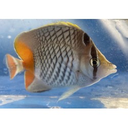 Pearlscale Butterflyfish (Chaetodon xanthurus)