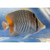 Pearlscale Butterflyfish (Chaetodon xanthurus)