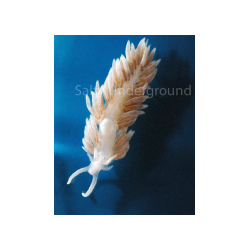 1 Inch plus  Berghia Nudibranch